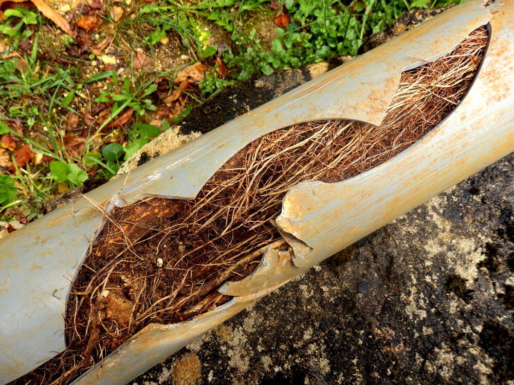 10 Signs of a Broken Sewer Line