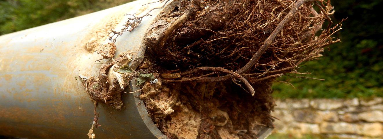 What Do I Do If I Have Roots in My Sewer Line?